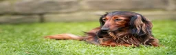 Miniature Dachshund dogs for sale: Champion Lines, Longhaired Miniature dachshunds - Advert 4