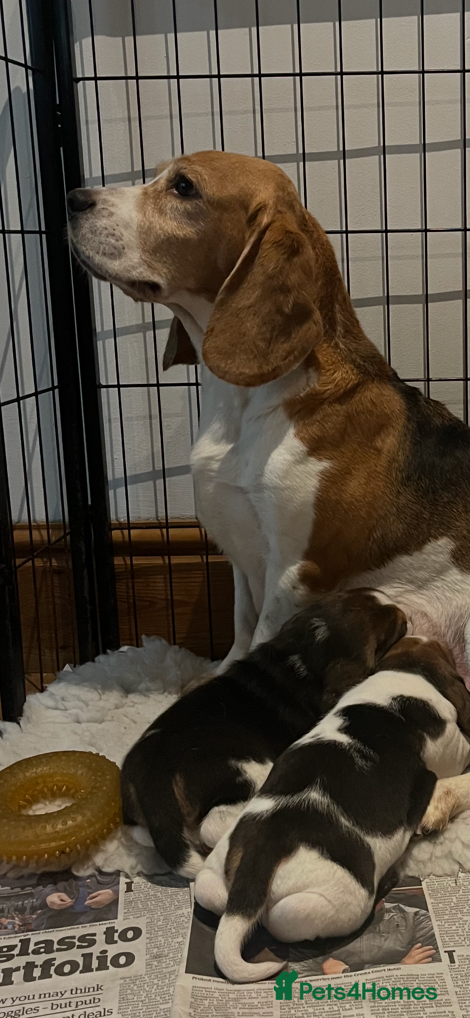 Beagle dogs Absolutely Stunning Puppies (KC reg) - Advert 1