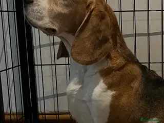 Beagle dogs Absolutely Stunning Puppies (KC reg) - Advert 2