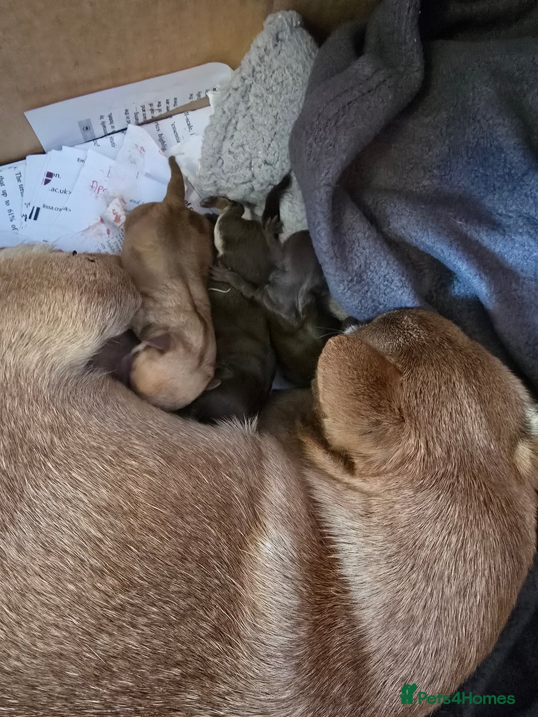 Chihuahua dogs for sale: EXCELLENT BLOODLINE SMOOTHCOAT CHIHUAHUA PUPPIES - Image 8