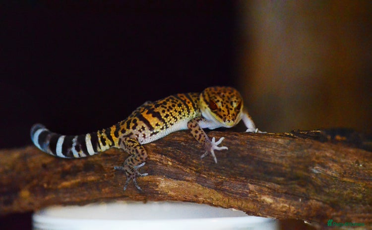 Gecko reptiles - Advert 1