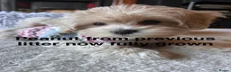 Maltipoo dogs for sale: Smallest maltipoos (read description) - Advert 27