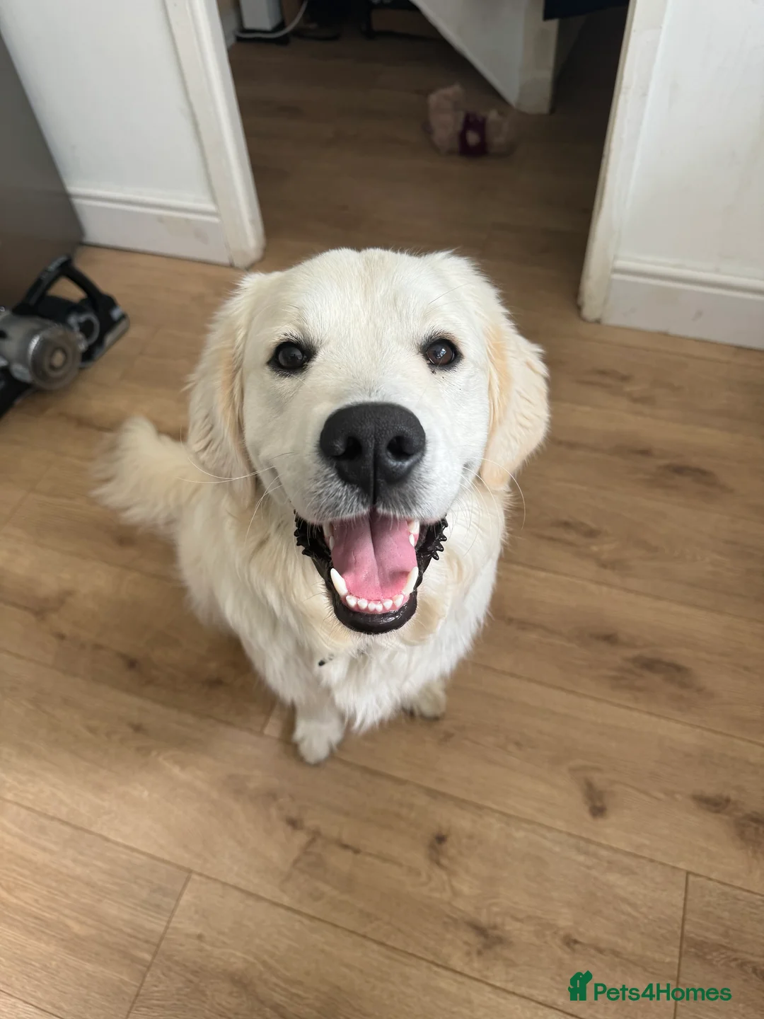 Golden Retriever dogs for stud: Barry - Golden Retriever KC Registered Pedigree  - Advert 1