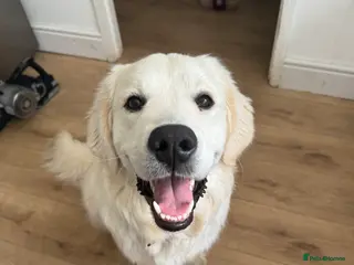 Golden Retriever dogs Barry - Golden Retriever KC Registered Pedigree - Advert 4