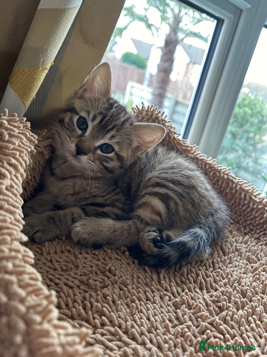 Mixed Breed cats for sale: Looking for a forever home  - Advert 3