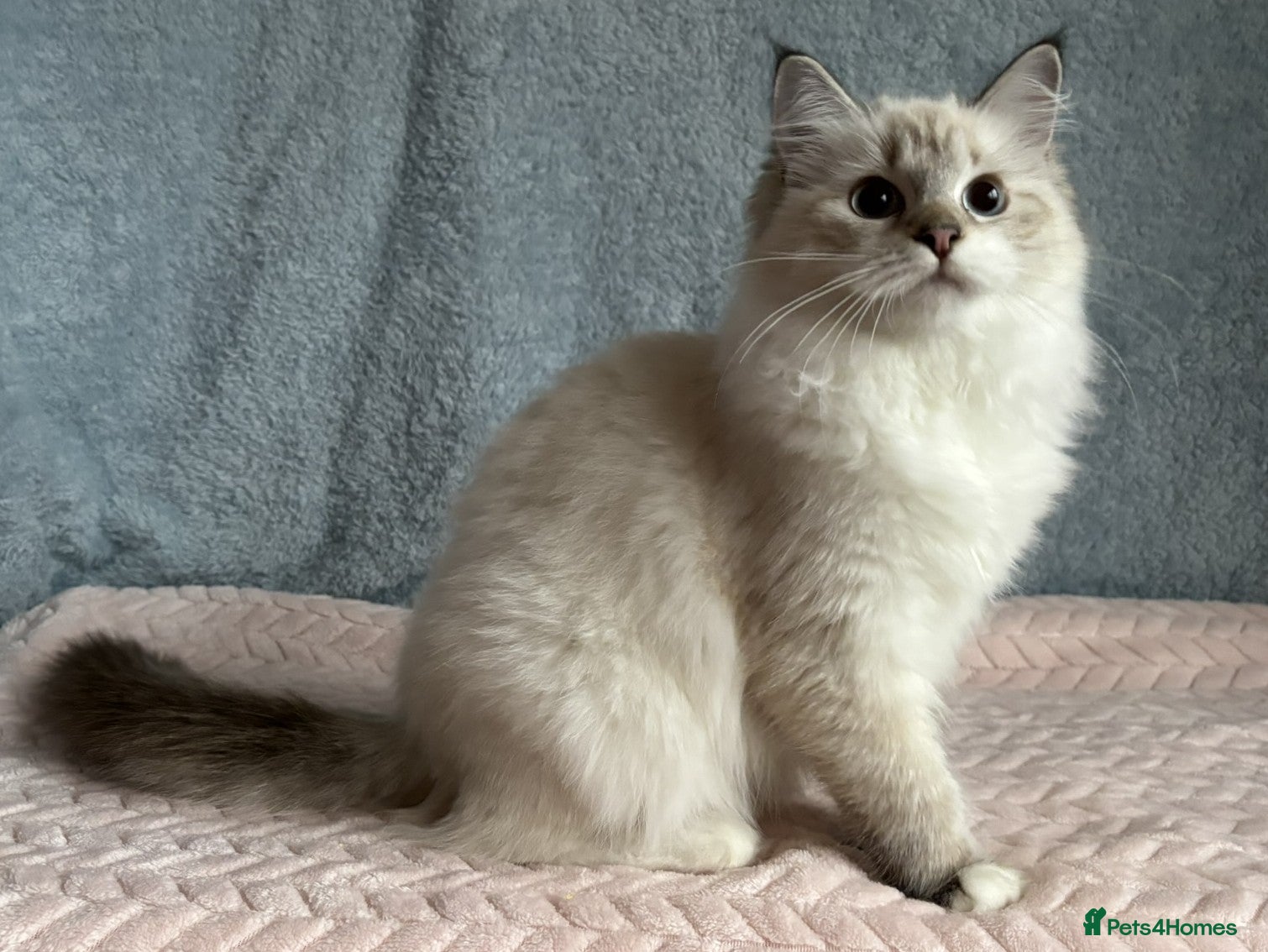 Neva Masquerade cats ✨ Gorgeous Neva Masquerade Kittens for Sale ✨ - Advert 1