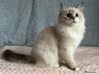 Neva Masquerade cats ✨ Gorgeous Neva Masquerade Kittens for Sale ✨ - Advert 18