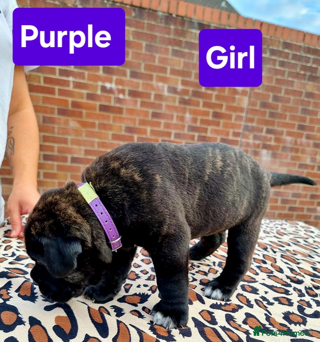 Cane Corso dogs for sale: Pedigree Cane Corso Puppies  - Image 19