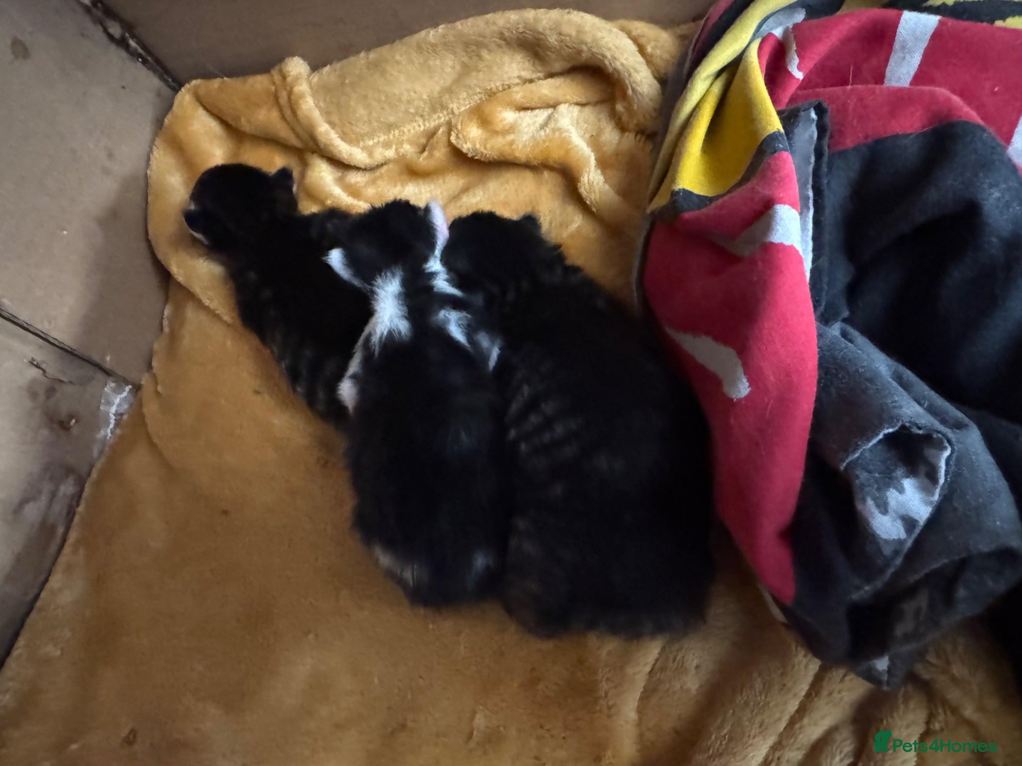 Mixed Breed cats for sale: 3 gorgeous kittens for sale - Advert 22
