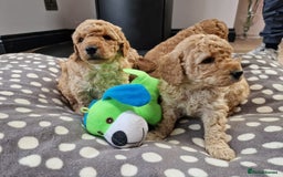 Miniature Poodle dogs for sale: Outstanding Show Quality MInature Poodles - Image 12