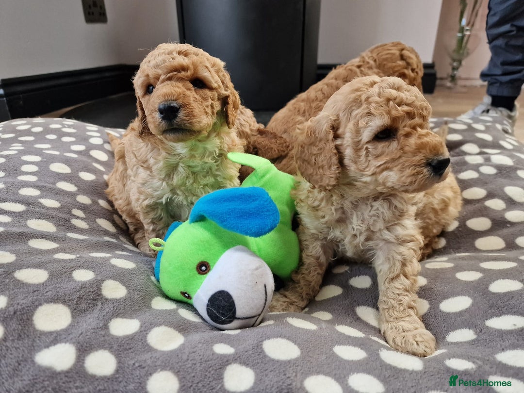 Miniature Poodle dogs for sale: Outstanding Show Quality MInature Poodles - Image 12