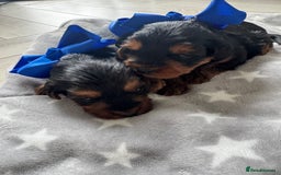 Yorkiepoo dogs for sale: Adorable yorkiepoo puppies ❤️ - Image 5