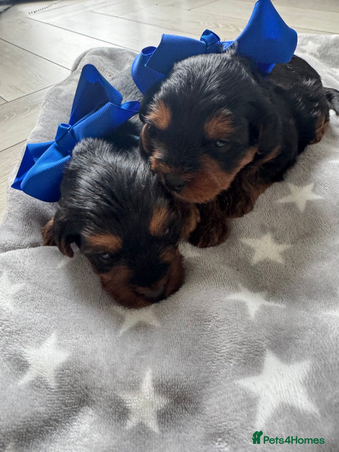 Yorkiepoo dogs for sale: Adorable yorkiepoo puppies ❤️ - Image 5
