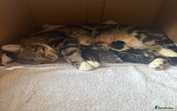Ragdoll cats for sale: Beautiful Half Ragdoll Kittens - Image 14