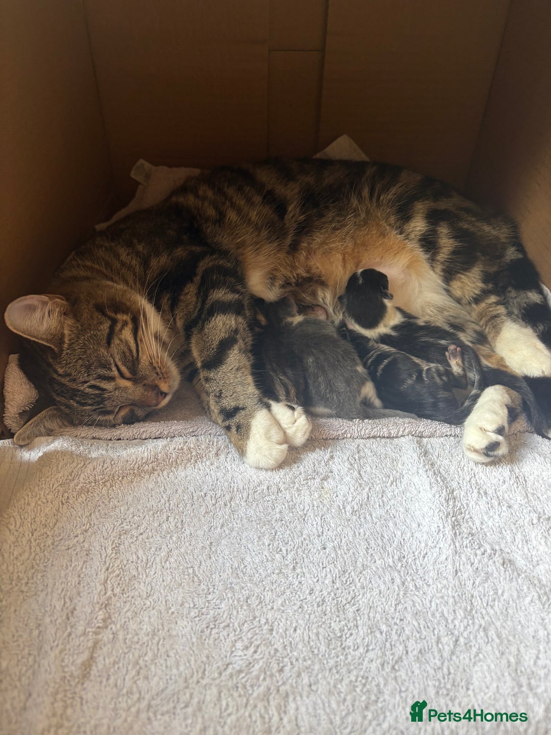 Ragdoll cats for sale: Beautiful Half Ragdoll Kittens - Image 14
