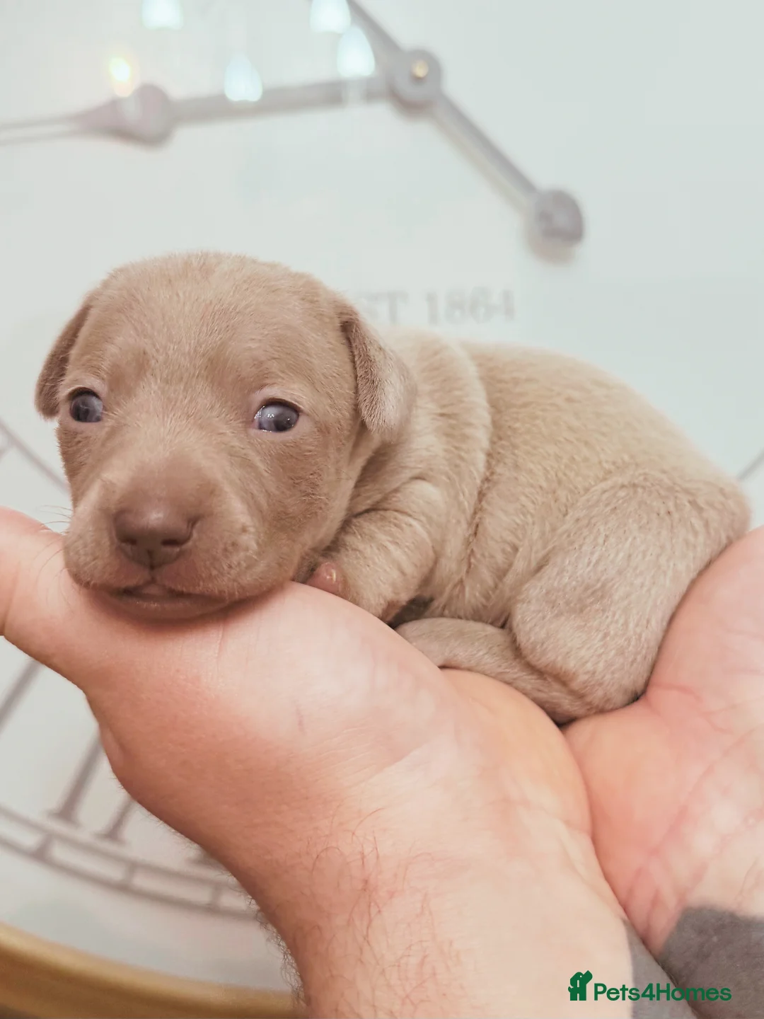 Chiweenie dogs for sale: 3 beautiful baby Chiweenie girls ready early March - Advert 2