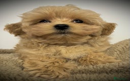 Toy Poodle dogs for sale: 🌟 Stunning Champagne Asian Toy Poodle Boy🌟 - Advert 15