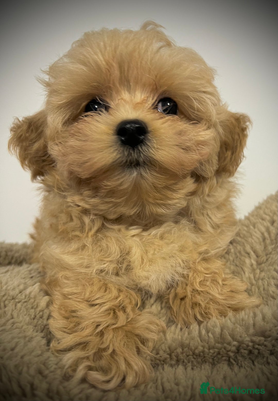 Toy Poodle dogs for sale: 🌟 Stunning Champagne Asian Toy Poodle Boy🌟 - Advert 15