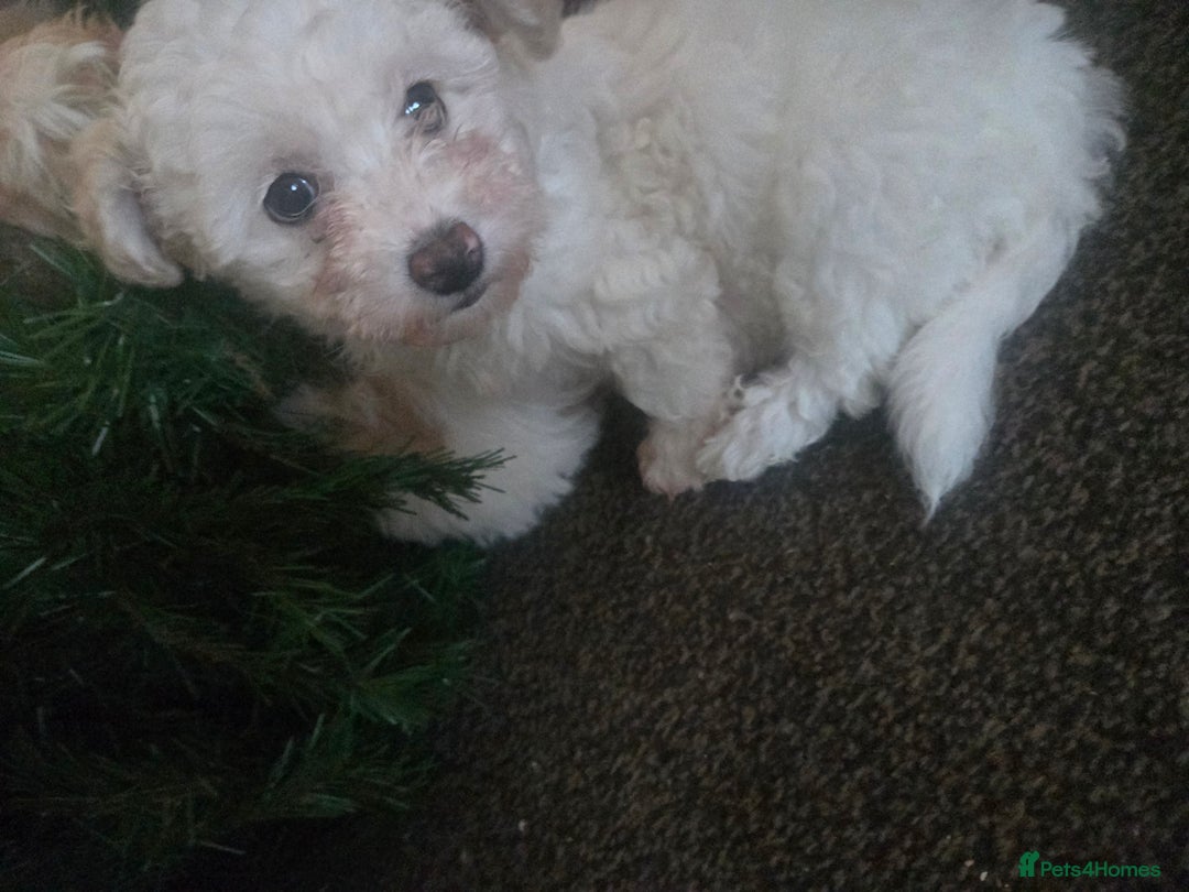 Maltese dogs for sale: Beautiful Maltese Puppy – Child & Cat Friendly - Advert 6