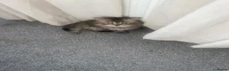 Persian cats for sale: Beautiful Persian X kittens for sale  - Advert 19