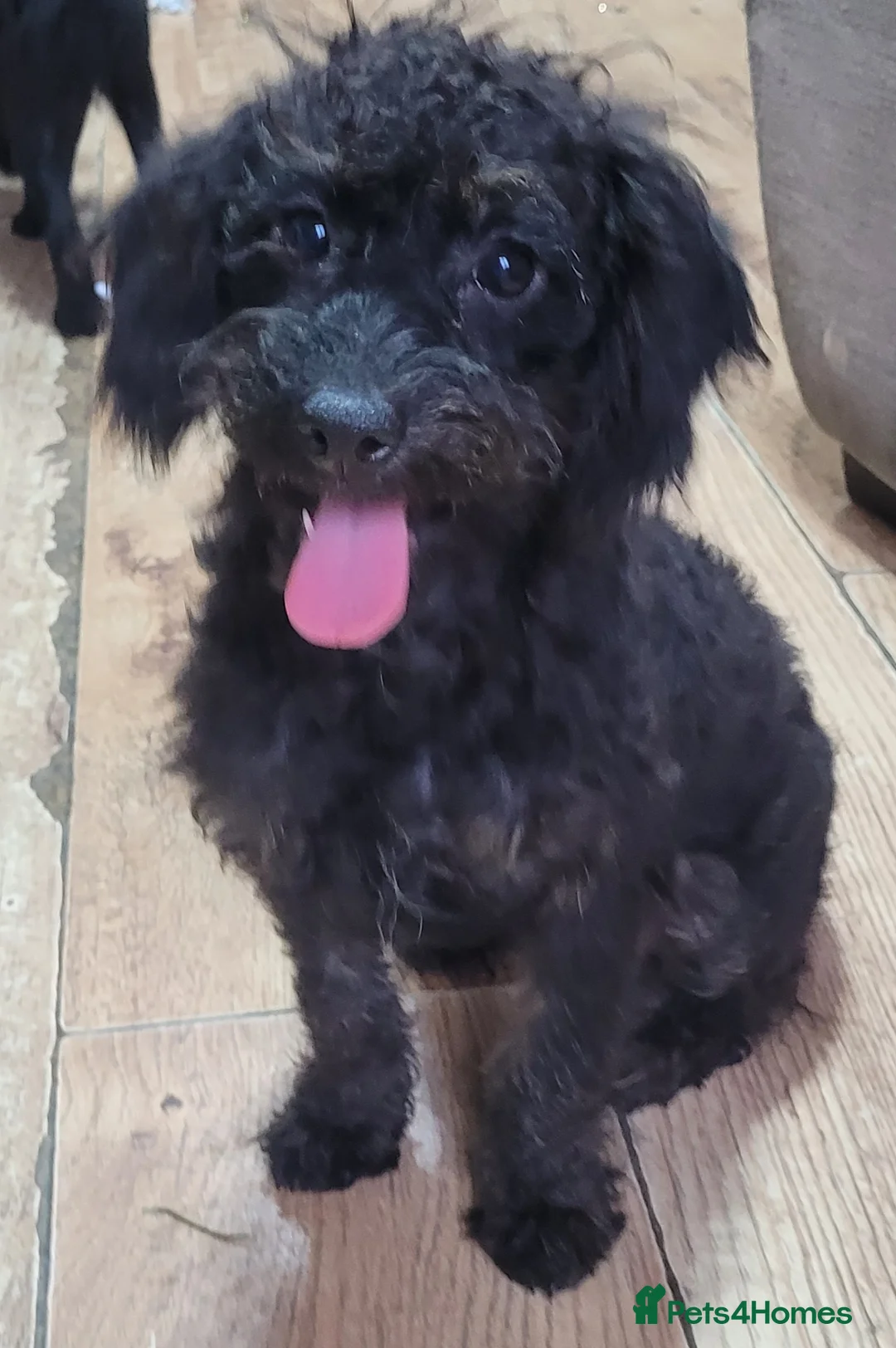 Labradoodle dogs for sale: Labradoodle puppies - Advert 36