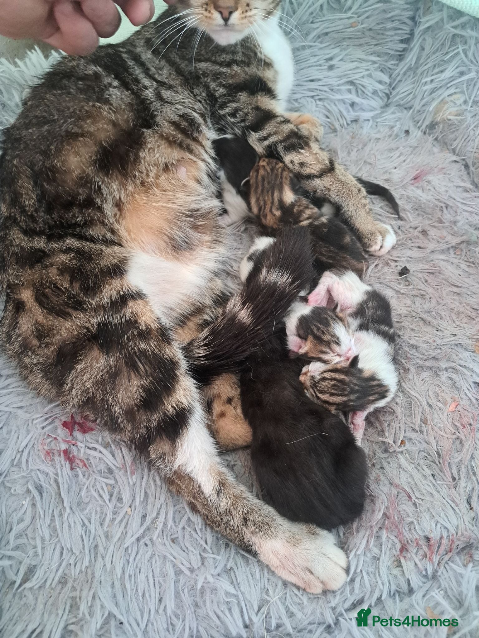 British Shorthair cats Kittens almost ready for new homes - Advert 7