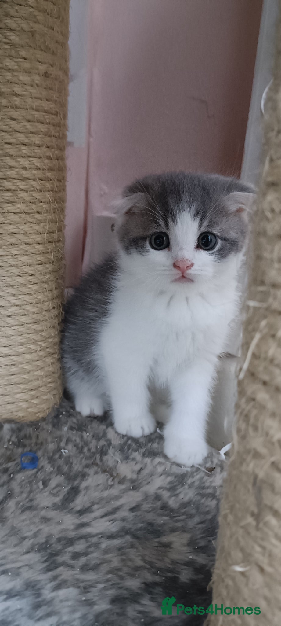 Scottish Fold cats Scottish fold kittens - Advert 2