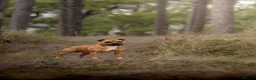 Staffordshire Bull Terrier dogs for stud: 🥨 Crufts Qualified Red SBT Stud 🥨 - Advert 8