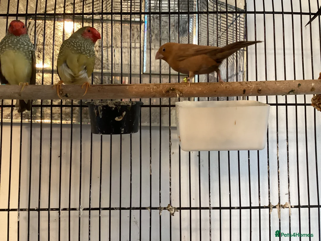 Finches birds for sale: Star Finches For Sale Located Rowlands Gill in Rowlands Gill - Advert 2