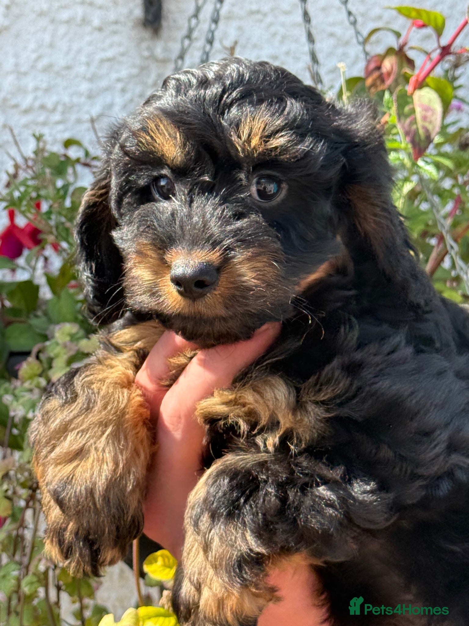 Cockapoo dogs Ready Now Stunning F1 Cockapoos - Advert 4
