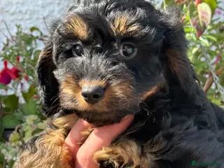 Cockapoo dogs Ready Now Stunning F1 Cockapoos - Advert 4
