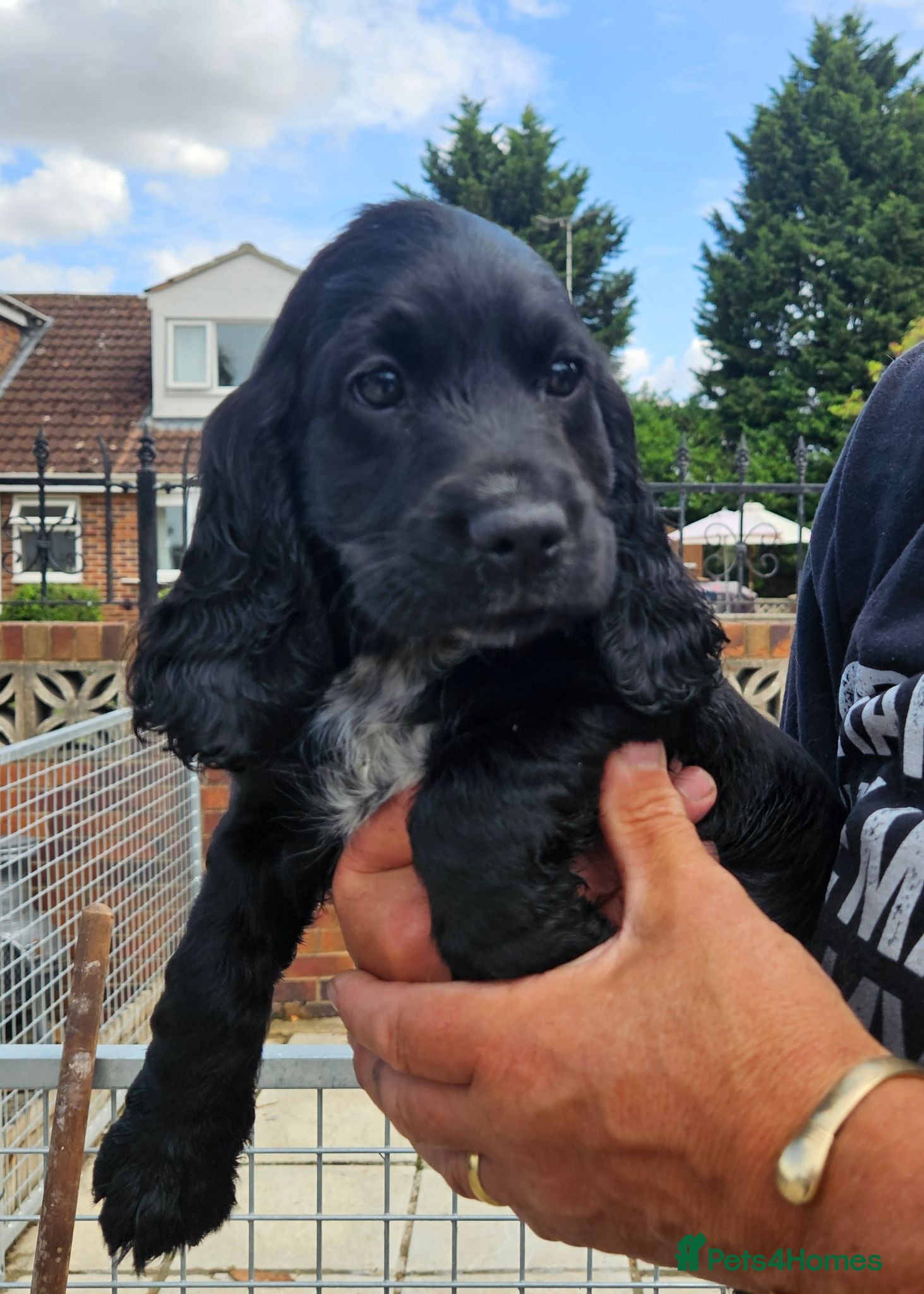 Cocker Spaniel dogs Cocker spaniel puppies  - Advert 1