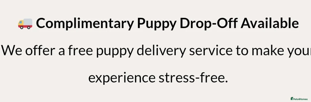 Labradoodle dogs for sale: 🐾🌈 Bred for Potential, Raised for Resilience🐾🌈 - Advert 4