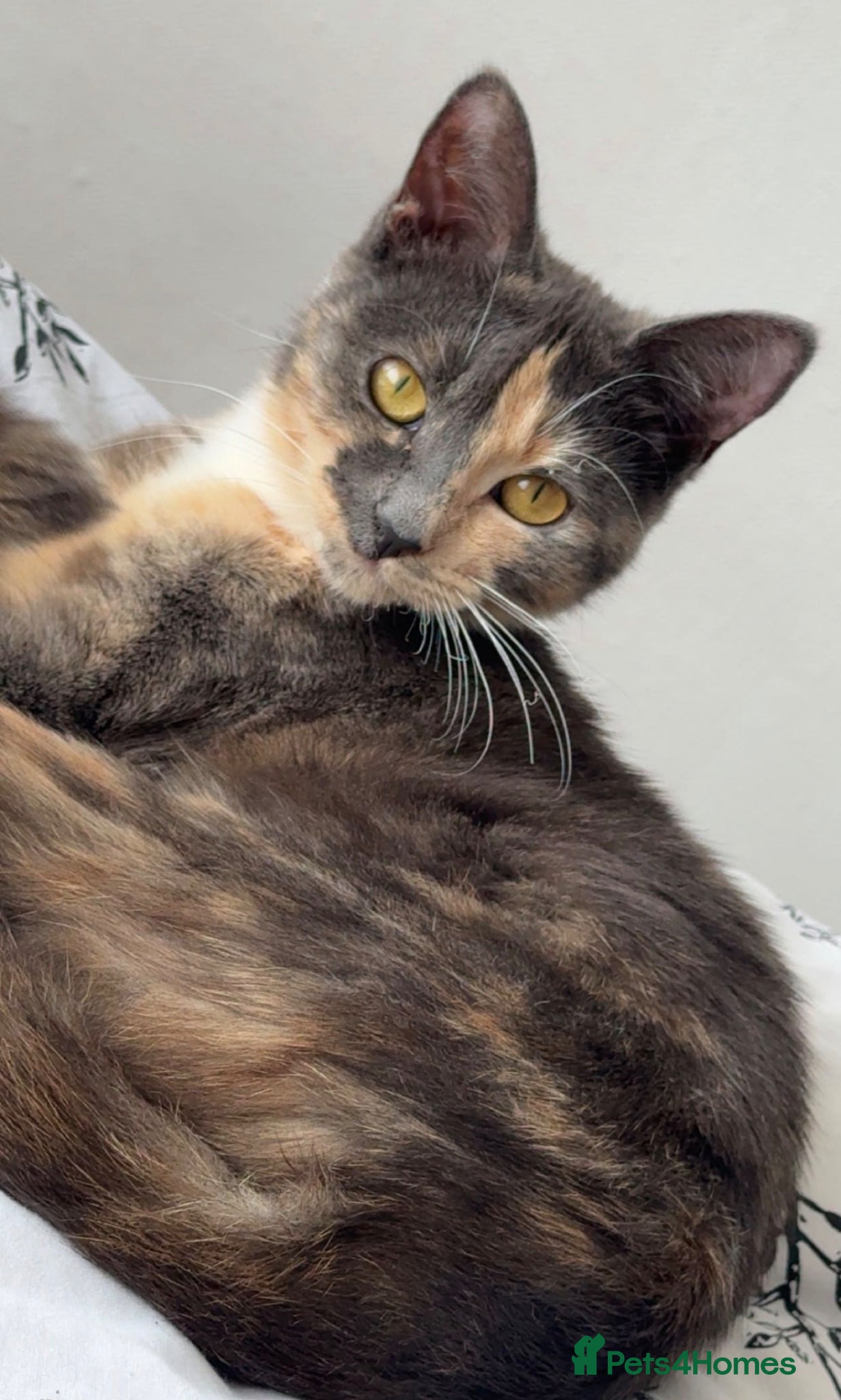 Domestic Shorthair cats Cute little fluffy kittens for sale  - Advert 1