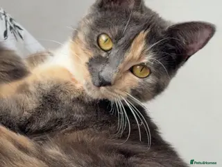 Domestic Shorthair cats Cute little fluffy kittens for sale - Advert 2