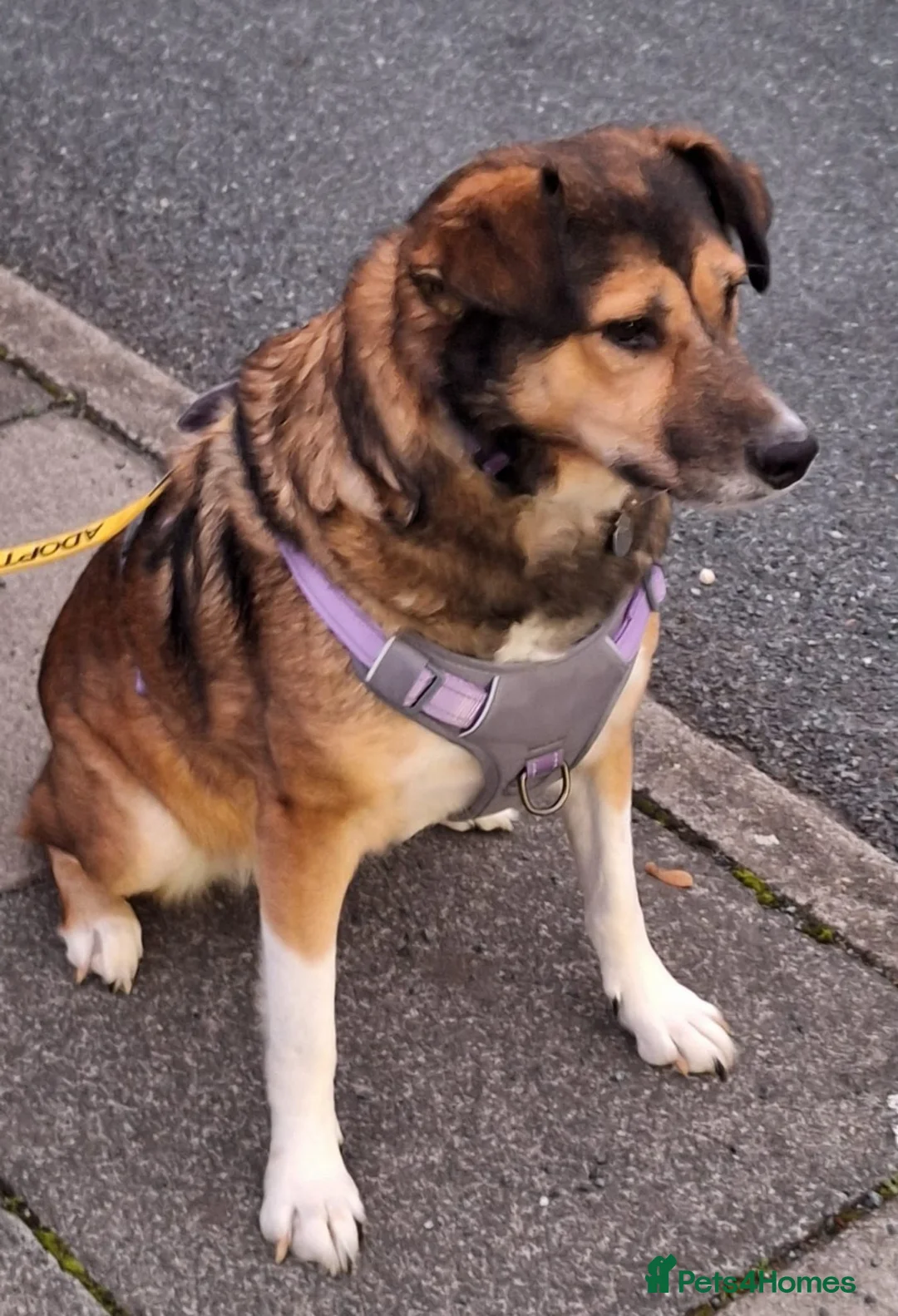 Mixed Breed dogs for adoption: Zoe - A Beautiful Girl - Advert 2