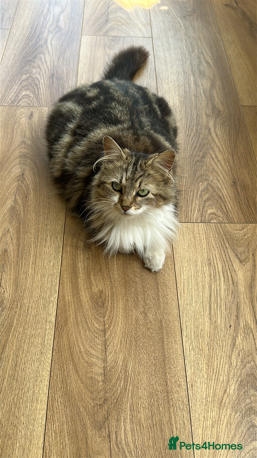 Mixed Breed cats for sale: Kittens for sale  - Image 16