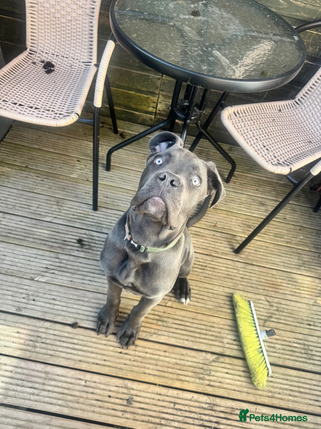 Cane Corso dogs for sale: Grey/blue cane corso male  in Dudley - Advert 2
