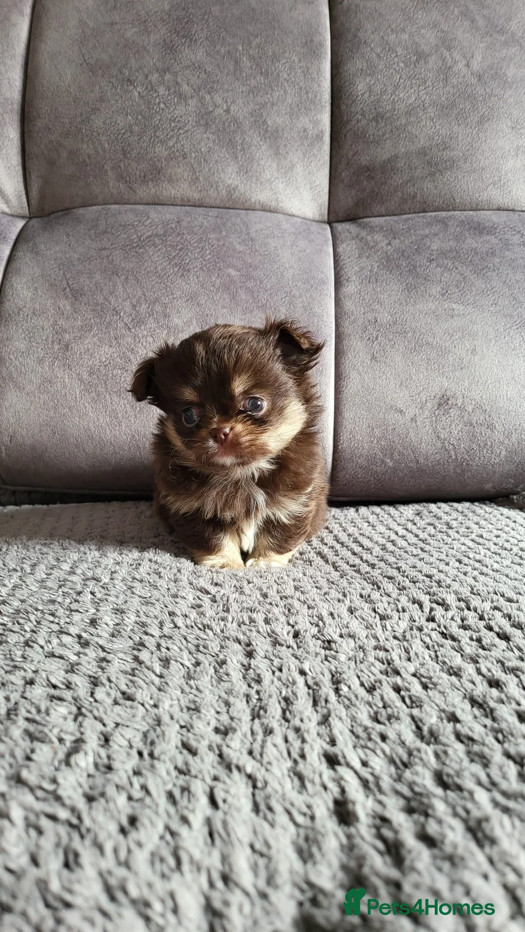 Chihuahua dogs for sale: Long haired chihuahua puppies - Advert 19