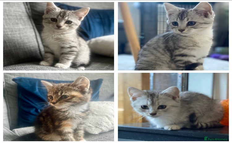 Mixed Breed cats - Advert 10