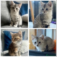 Mixed Breed cats - Advert 5