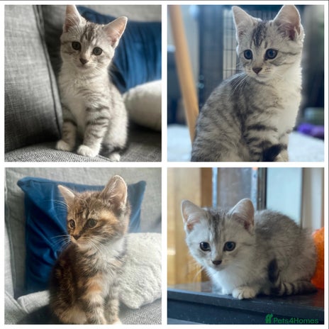 Mixed Breed cats - Advert 8