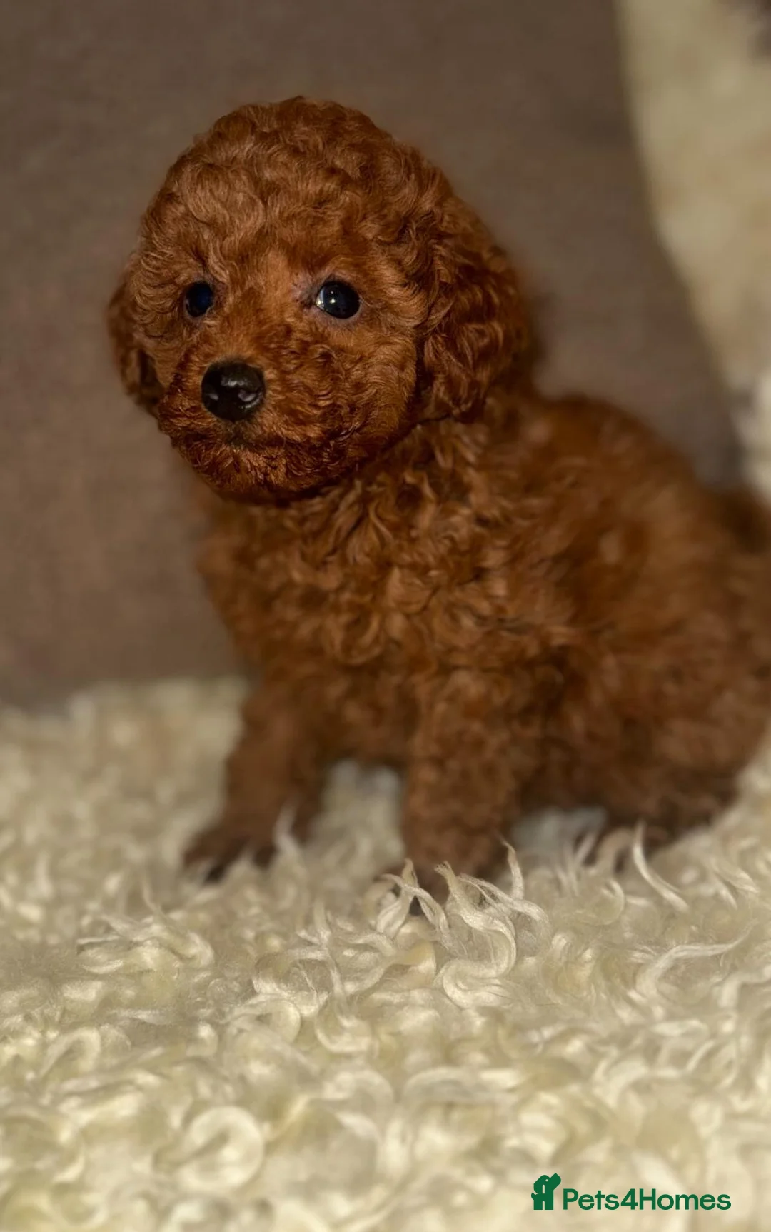 Toy Poodle dogs for sale: ❤️❤️Deep Red Petite KC Toy Poodles❤️❤️ - Advert 16