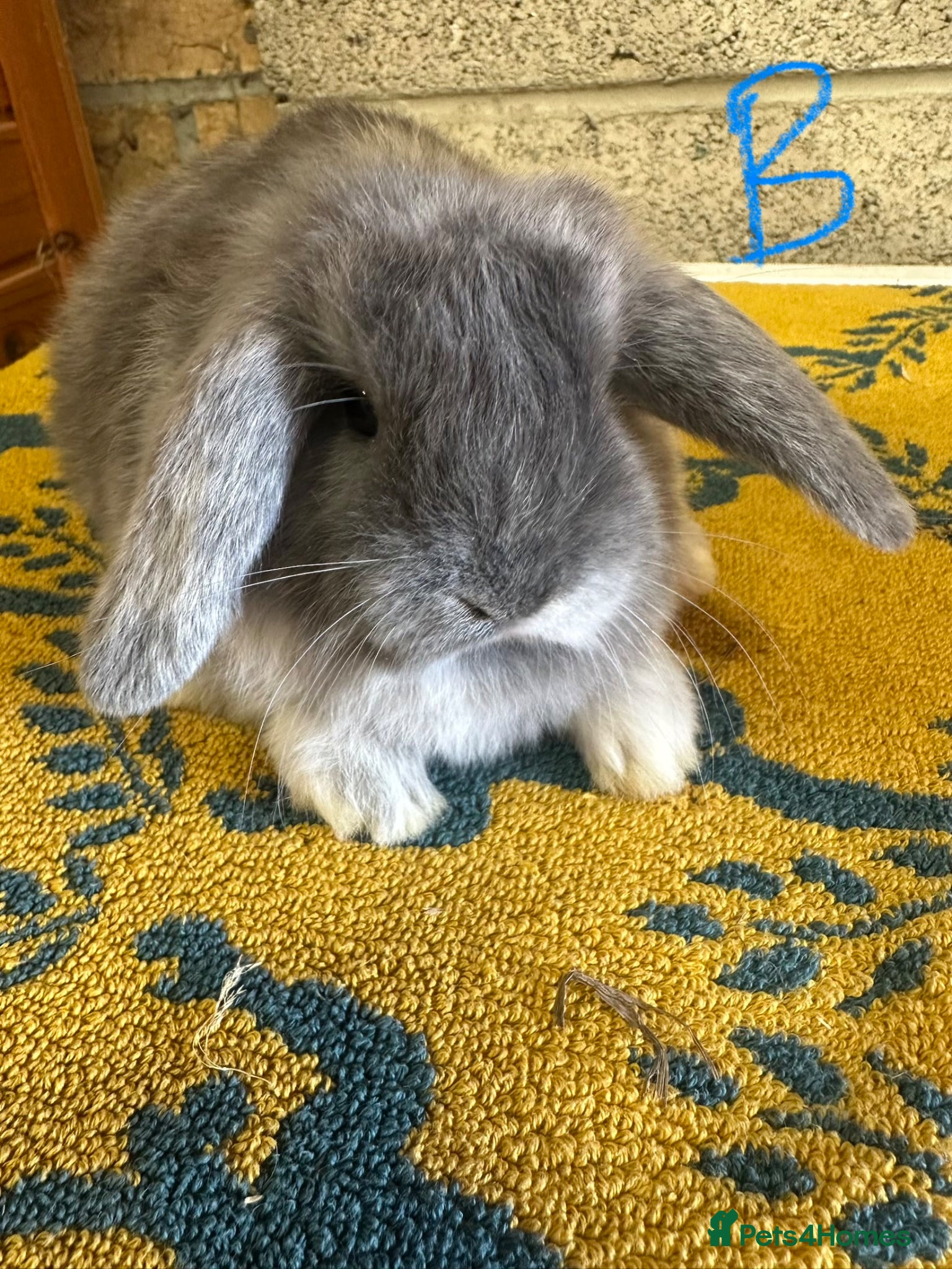 Mini Lop rabbits Mini Lop rabbits For Sale  - Advert 1