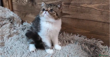 Persian cats - Advert 6