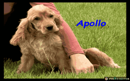 Cockalier dogs for sale: Beautiful Cockalier Puppy – Ready Now 🐶💙 - Image 3