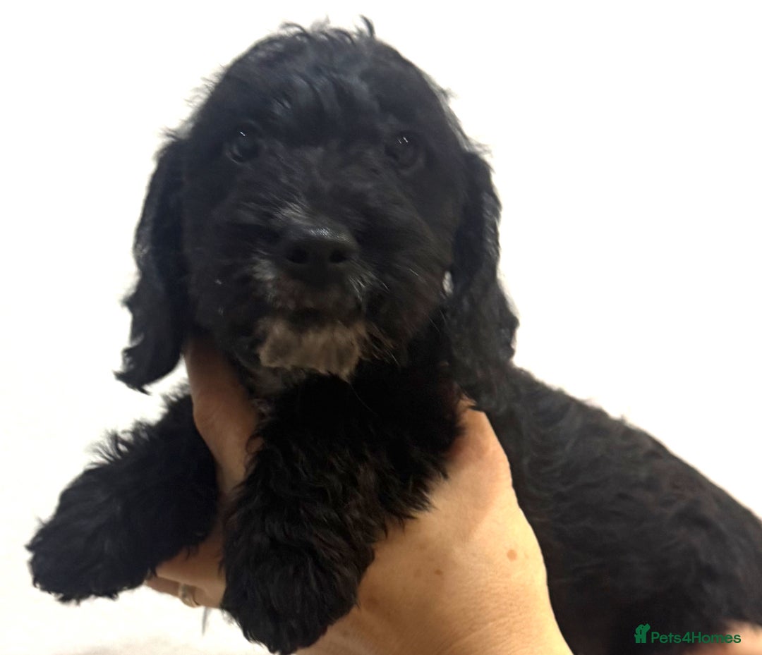 Mixed Breed dogs for sale: Dachshund X poodle puppies - Advert 5