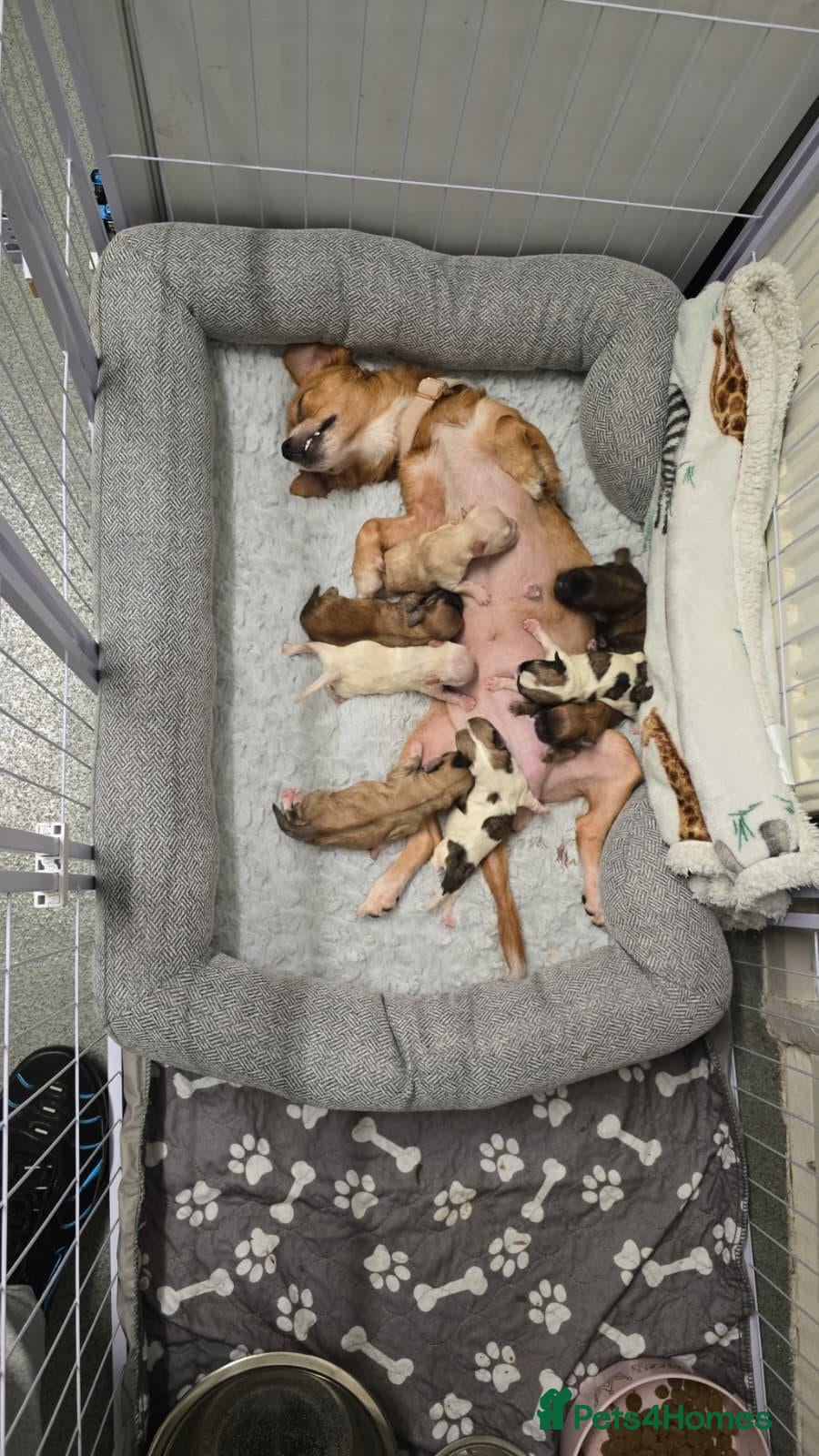 Mixed Breed dogs Puppys - Advert 13