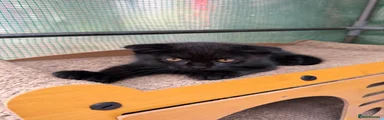 Scottish Fold 1