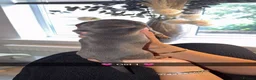 Dachshund dogs for sale: 🩷 2 Beautiful Isabella and Tan Dachshund Girls 🩷 - Advert 2